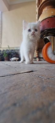 котята  милые  красивые