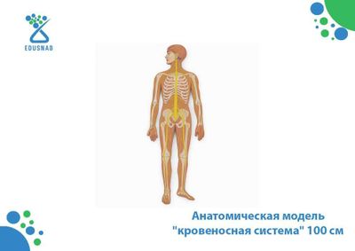 Анатомическая модель "кровеносная система" 100 см