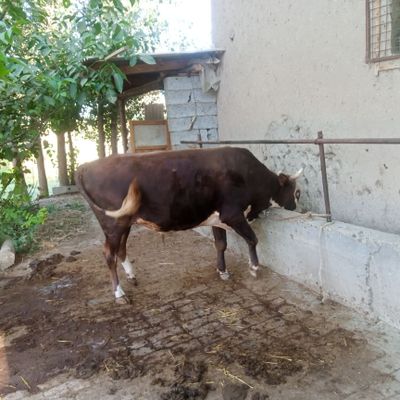 Букалар уругликка бокишга 4хил парода