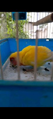 lovebird lutino