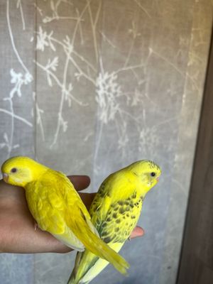 Popugaychiki judayam shirin yoqimtoy Valnisti попугай волнистый
