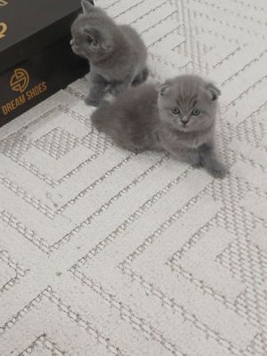 Котята продаётся чистокровные