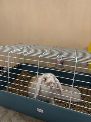 Продам декоративного кролика