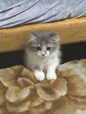 ребёнок скотиш фолд