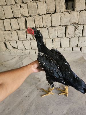 Shamo tovuq sotiladi toza qon zotiya garantiya