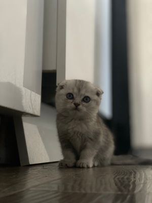 (onasi Scotish fold) (adasi british shorthair)