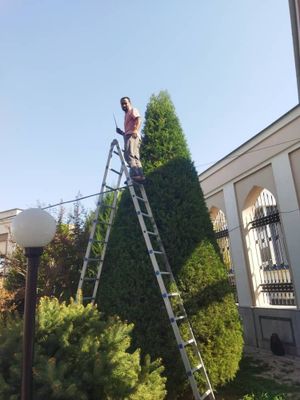 Archa kesish Dorilash Bog'bonchilik xizmati
