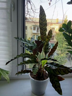 Калатея , комнатное растение
