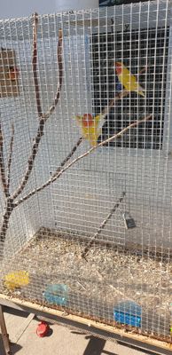 Продаётся неразлучки 2 пары