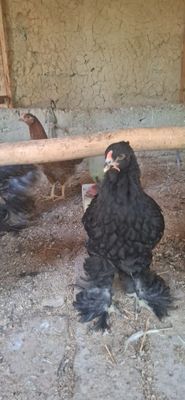 5ta 2 yarimoylik brama jujalri sotiladi