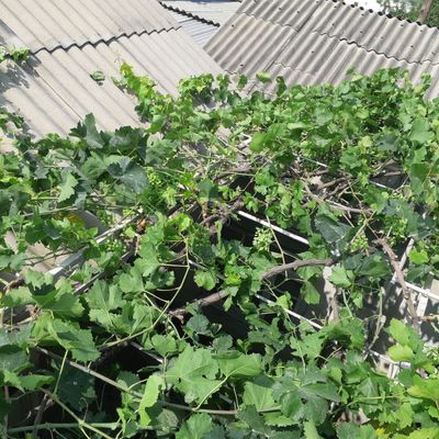 Хомтак киламиз(Узум баргларини саралаш хизмати] Профессионаллардан