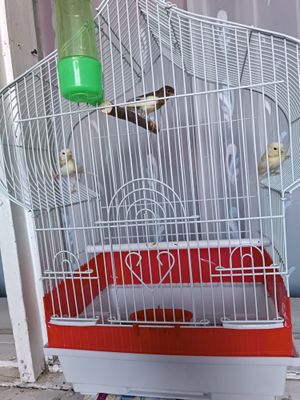 Продам Канареек !!!