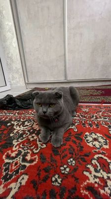 Sqotish fold qizbola toza zot mushug sog'lom