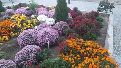 Optim gullar dastavkasi bor