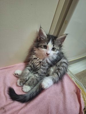 Сибирские котята