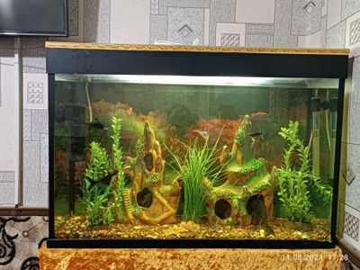 Akvarium 140 litr komplekt hamma narsasi bilan 12 ta baliq bilan