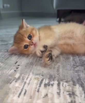 Продается котят 1,5 месяцов