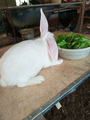Ёш Қуёнлар сотилади. Продам кролики.