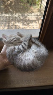Котёнок. Мушукча. Серый