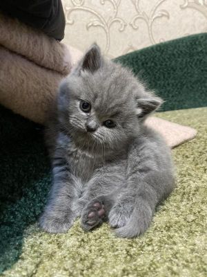Скотиш страйт мальчики