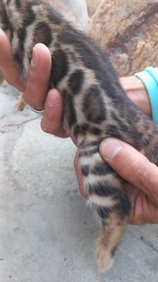 Бенгальские чистокровные котята!