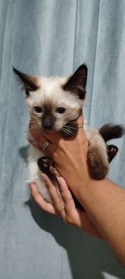 Сиамский котенок 500.000