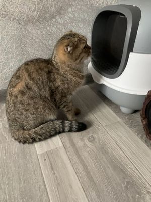 Передержка животных