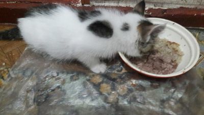 Отдам даром котенка