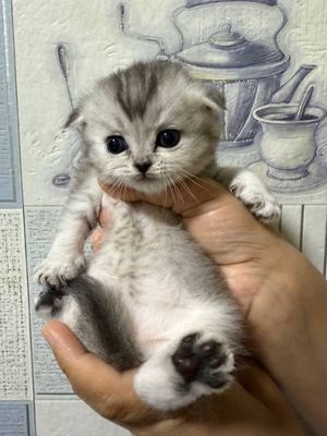 Mushukcha , Babycat