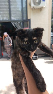 Продаётся котёнок