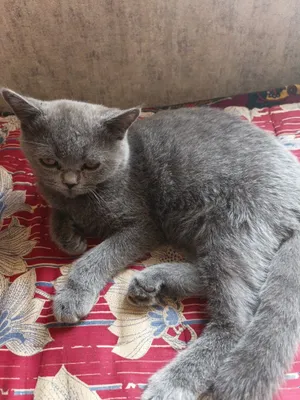 Продается кошка 5-6 месячней