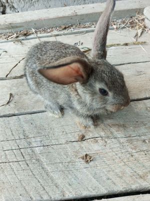 Vilikan paroda quyonlar
