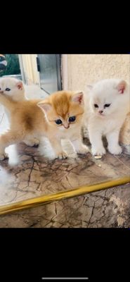 Золотистые шиншиллы