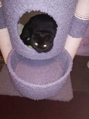 Кошка милана 3 года,родила 1 раз