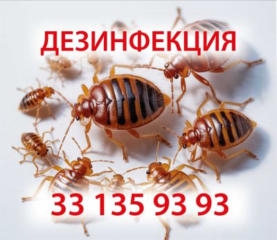 Дезинфекция от клопов, тараканов, комаров Dezinfektsiya klapa, tarakan