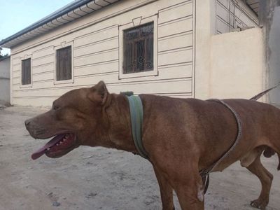 pitbul parodiyali it