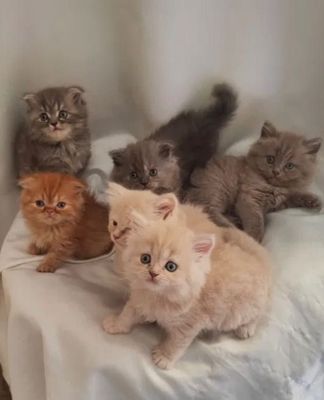 Котята британские