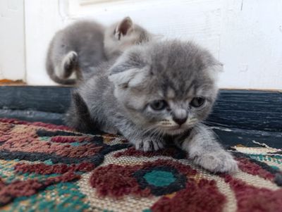 Скоттищ фолд мушук болалари