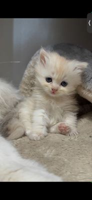 Котята 2мес сибирской породы