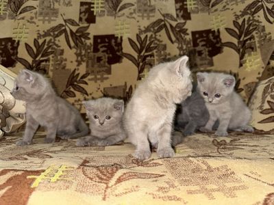 Британ мушуклар