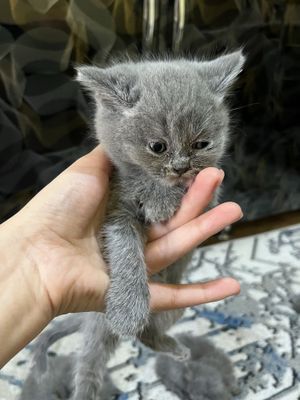 Скотш фолд Скотш страйд