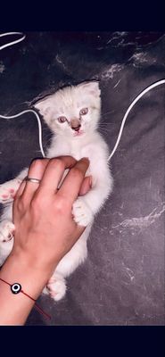 Продается котенок