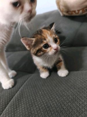 продаются котята