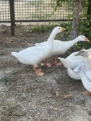 Ғоз ва галубой фаворит урдаклар сотилади