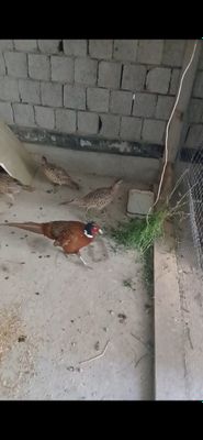 Fazanlar bir joyda sotiladi narxi kelishamiz soni 9 ta