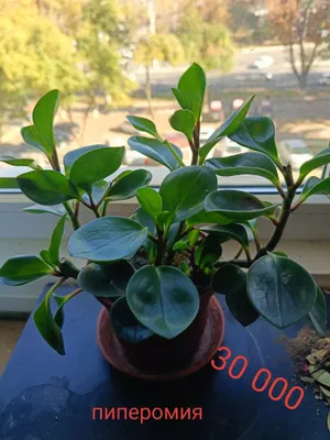 Пиперомия вечнозелёное растение