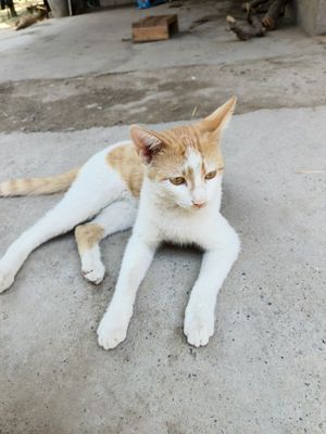 Chiroyli mushuk sotiladi! Joylashuv: Namangan viloyati Uychi tumani