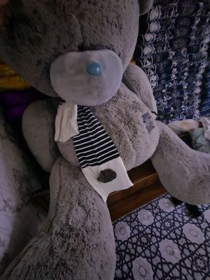 Teddy ayigi eng kattasi