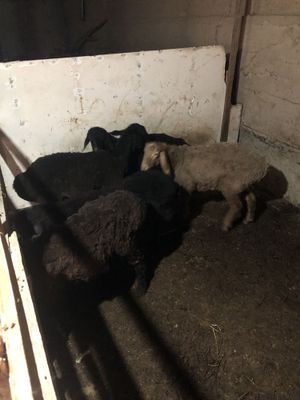 Qoy va qochqor sotiladi jaydari va xisori