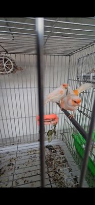 Ерик куш канарейка пара соглом турецкий